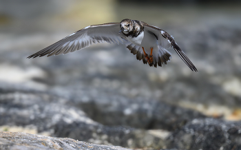 Ruddy turnstone / Ruddy turnstone