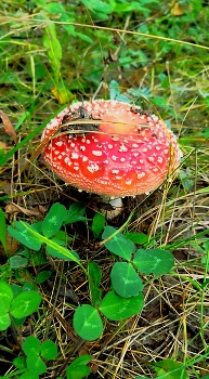 мухомор / мухомор