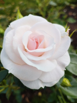  / Роза (Aspirin Rose)