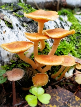   / Грибочки..