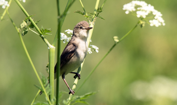 Камышовка. / ***