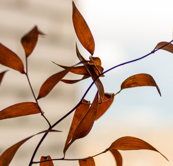 Осенние узоры. / ***