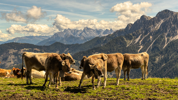 &nbsp; / kühe auf einer almweide in südtirol