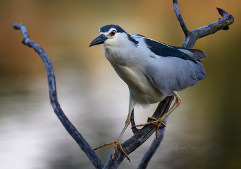 Шаги / На рассвете