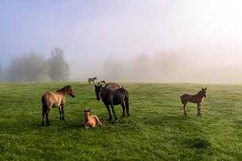 В поисках ёжика / ***