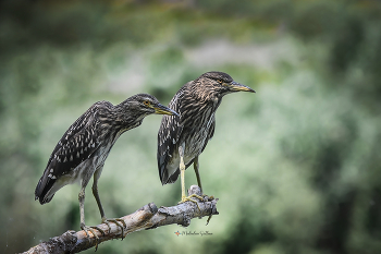 Юные кваквы. / Кваква или ночная цапля.
