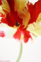 Tulip II / люблю тюльпаны, жду критики)