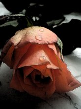 мёртвая роза / *dead rose