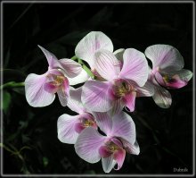 Kphalaenopsis &quot;Chaamade&quot; / Орхидеа. Снято в ботаническом саду . Условия тропические ,Т 35гр. влажность 100%