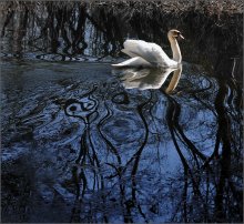 Колдовское  озеро / Вода притягивает , дарит образы.   Я увидел две плоскости,которые соединяет птица.