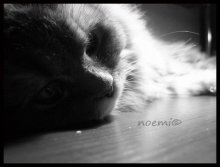 cat / .......