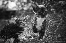 Мокрые коты / серия фотографий посвящается Виктору Байковскому  
http://joldersman.livejournal.com/13457.html#cutid1