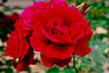 Роза / Дыхание розы