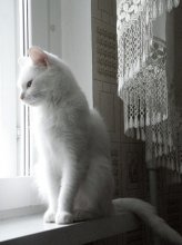 белее белого / а что тут комментировать: белая домашняя кошка...
звать Белкой.
