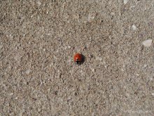 Lady-Bug / Минимализм, но мне нравится