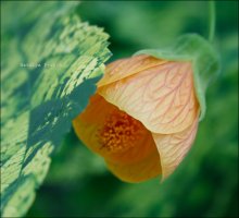 &nbsp; / не запомнила, как его зовут_