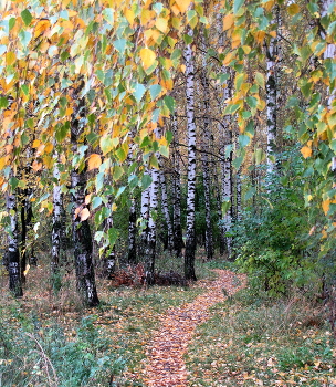 Тропинка. / Осенний лес.