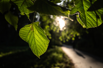 Дорога в доль моря. / Юрмала.