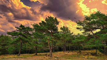   / Vilaplana - Plans de la Mussara - Baix Camp