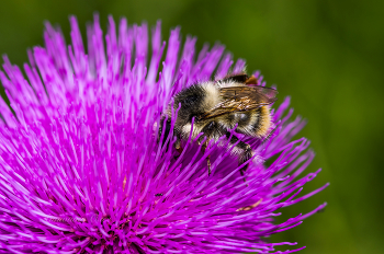 Шмель и бодяк. / ***