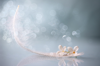 Wind of dreams / 2023