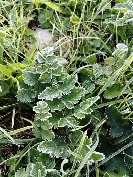 Первый заморозок / осень