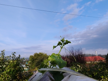 Свободу огурцам ! ) / вырвавшийся из парника огурец