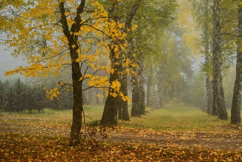 Туманное утро / Осень