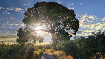 &nbsp; / Vilallonga del Camp - Pi Gros de Mestres - Tarragonès