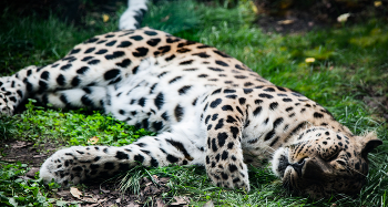 леопольд / кошка леопард