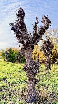 Осень на дворе / Октябрь радует своими красками