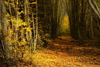 Осенняя тропа / Утро