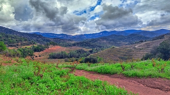  / Poboleda - vinyes a la tardor - Priorat