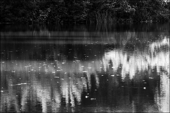 нет морской свинки / ***