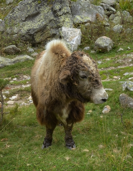 Теленок яка / Кавказ