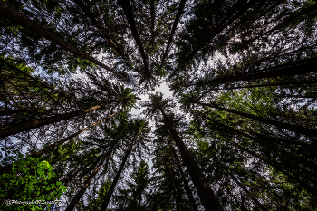 Макушки / Описание: Сфотографировано: Россия, Калужская область

Фотограф: https://vk.com/vvlopatoff