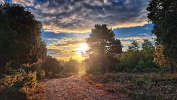 &nbsp; / Rojals - camí Coll de la Mola - Conca de Barberà