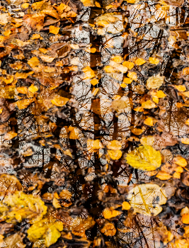 лужа в лесу / лужа в лесу