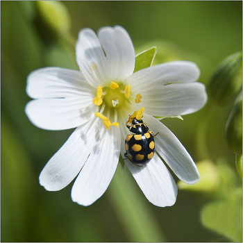 Десерт. / Коровка Четырнадцатипятнистая - Coccinula quatuordecempustulata. Семейство КОКЦИНИЛИДЫ насчитывает более 5000 видов, на территории бывшего СССР - 221 вид. на территории Белорусии - 56 видов.