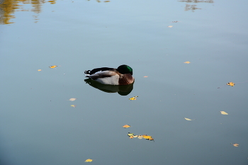 Осенний сон. / **Спящий селезень на осеннем пруду.*