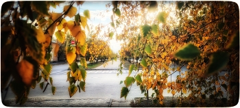 Осенний проспект / ***