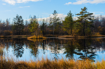 Сестрорецкое болото / ***