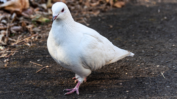 Голубь мира. / г.Железногорск Красноярский край