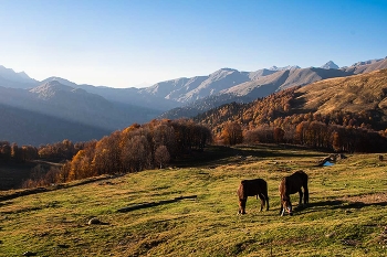 Альпийские луга, осень / Абхазия. Альпийские луга, осень