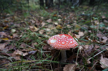 Красный, желтый, зеленый / ***