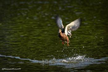 Посадка на воду / Снято: Россия, Калужская область, Мещовский район 
Фотограф: https://vk.com/vvlopatoff