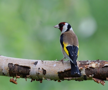 Щегол / осень,птицы