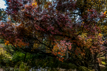 краски осени / в ботаническом саду