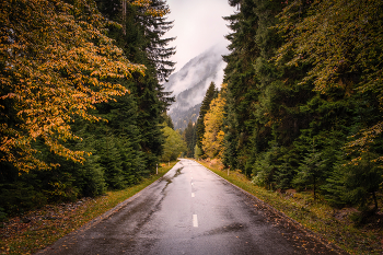 Yellow Toned Road / Осенние оттенки на лесных дорогах Рачи