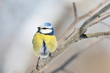 Лазоревка / осень, птицы